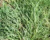 eustachys petraea 8-10.jpg